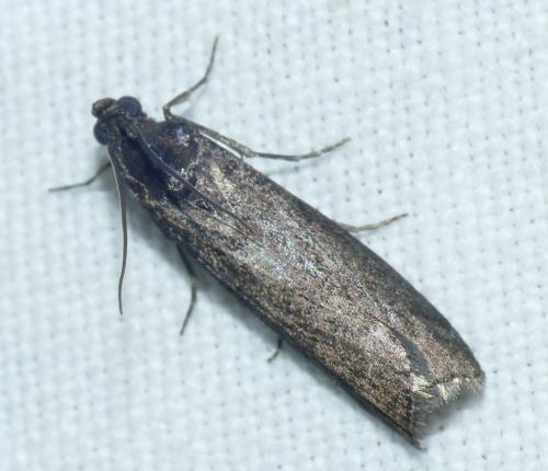 Pyla fusca